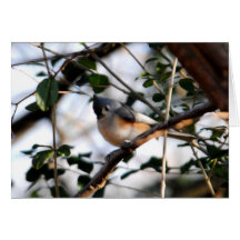 Tufted Titmouse Card