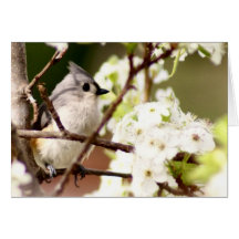 Tufted Titmouse Cards