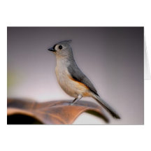 Tufted Titmouse Greeting Card