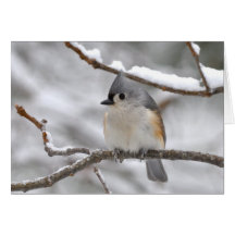 Tufted Titmouse in Winter - Notecard