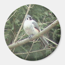 Tufted Titmouse Magnet