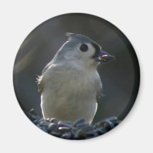 Tufted Titmouse Magnets