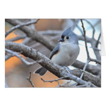 Tufted Titmouse - Notecard