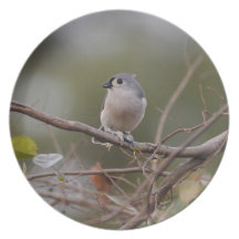 Tufted Titmouse Party Plate