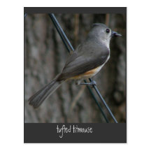 Tufted Titmouse Post Card