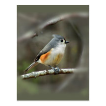 Tufted Titmouse Postcard