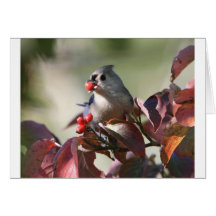 tufted titmouse with berry cards