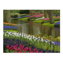 Tulip and hyacinth garden, Keukenhof Gardens, 2 Post Card