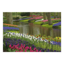 Tulip and hyacinth garden, Keukenhof Gardens, Photo
