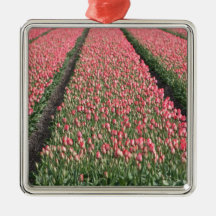 Tulip Fields Christmas Tree Ornaments