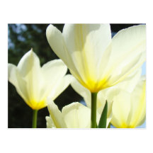 Tulip Flowers postcards Glowing White Yellow