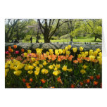 Tulip Garden View greeting card
