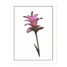 Tulip Ginger Botanical Photo-Sketch Postcard