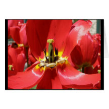 tulip greeting cards