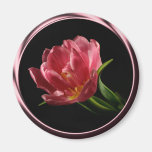 Tulip In Spring Double Bloom Photo Magnet