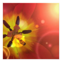 Tulip in Sunlight Invitations