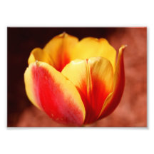 Tulip of Spring 5x7 Photographic Print