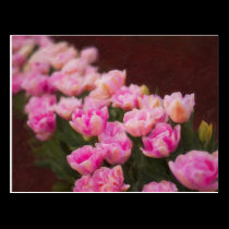 Tulip Painting postcards