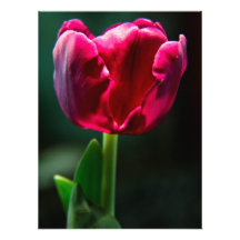 Tulip Photographic Print