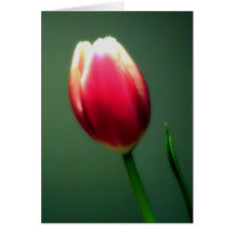 Tulip Portrait Greeting Card