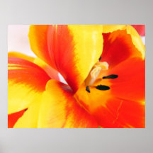 Tulip Poster