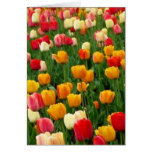 Tulips 5 Blank Greeting Card