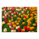 Tulips 5 Easter Card