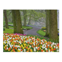 Tulips and roadway, Keukenhof Gardens, Lisse, Post Card