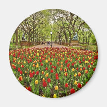 Tulips Central Park NYC Fridge Magnet