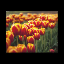 Tulips canvas prints
