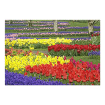 Tulips, Grape Hyacinth, and Daffodils, 2 Photo