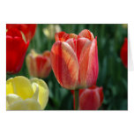 Tulips Greeting Card