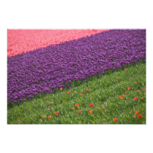 Tulips in Keukenhof Gardens, Amsterdam, 3 Photo Art