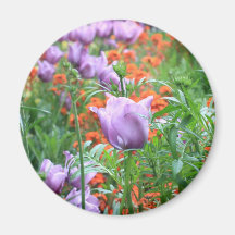 Tulips meadow magnets