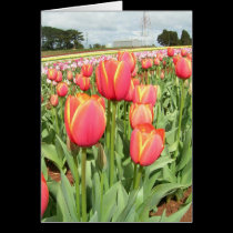 Tulips of Tasmania, Australia cards