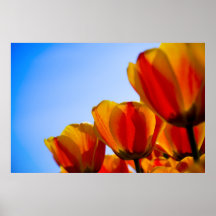 Tulips Poster