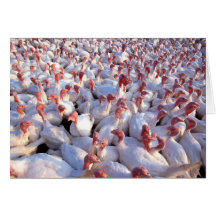 Turkey Farm Greeting Cards