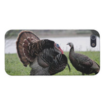 Turkeys iPhone 5 Case - Savvy