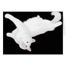 Turkish Angora Cat Lounging Card