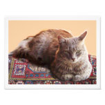 TURKISH CAT ON THE OLD CARPET PHOTOGRAPHIC PRINT