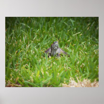 Turtle in the Grass Print