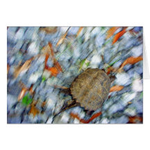 Turtle motion card