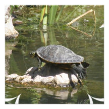 Turtle on a Rock Invitation