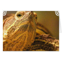 Turtle Photo Greeting Card
