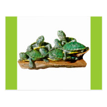 Turtle Picture Post Cards
