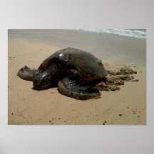 Turtle Picture -- Poster