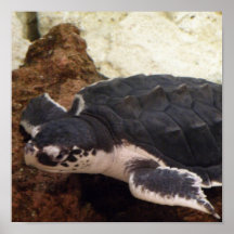 Turtle Poster Print