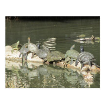 Turtles Postcard