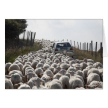 tuscany farmland road, car blocked by herd of greeting card