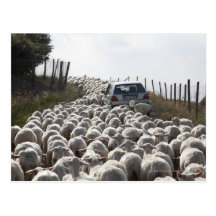 tuscany farmland road, car blocked by herd of post card